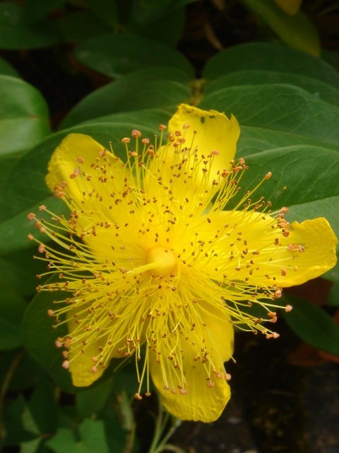 Hypericum calycinum P9